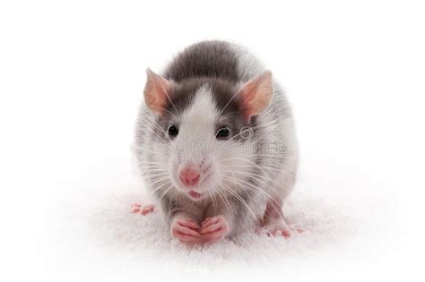 Cute Domestic Gray Rat Close Up White And Gray Rat Isolated On White