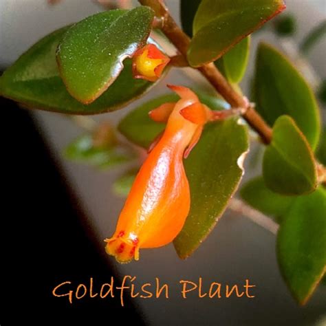 Goldfish Plant Care: How to Grow Columnea Gloriosa Indoors