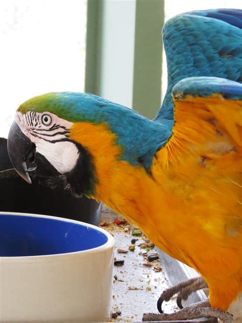 Macaw Manor: Basic Macaw Diet