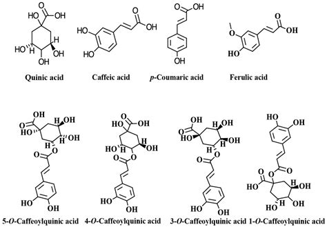 Coffee Chlorogenic Acids Incorporation For Bioactivity Enhancement Of