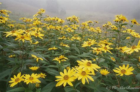 How To Grow Sunflowers — Ferns And Feathers