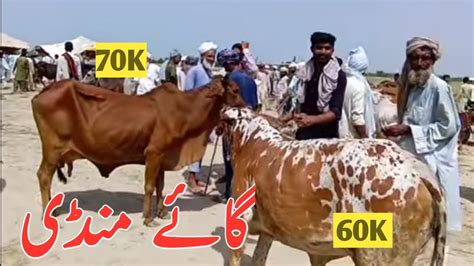 Cow Mandi Walking Tour K Video Maweshi Market Beautiful Cow Sindhi