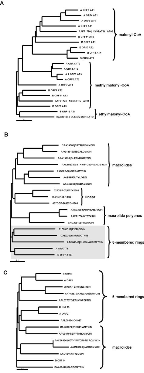 Phylogenetic Relatedness Of Acyltransferase Domains A Thioesterase Download Scientific