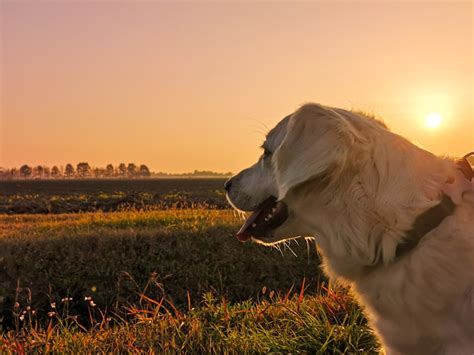 El Eterno Debate Golden Retriever O Labrador Descubre Cu L Es La