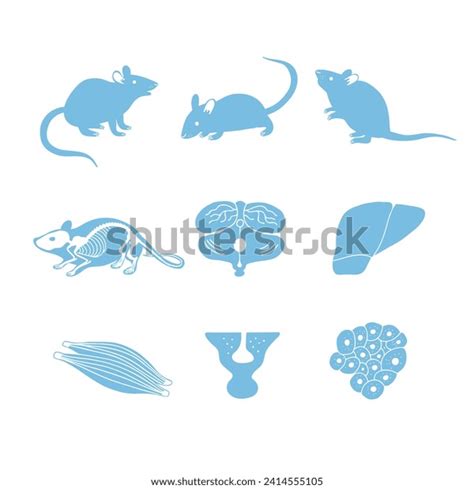 Lab Mouse Anatomy Internal Organs Tissues Stock Illustration 2414555105 ...