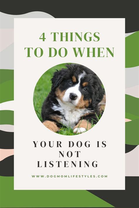 4 Things To Do When Your Dog Is Not Listening Dog Care Tips Dog Care