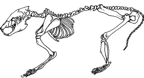 Comparing Vertebrate Skeletons