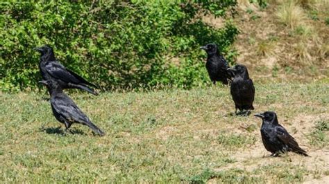 The Biblical Significance Of Crows In Dreams John Baptist Church