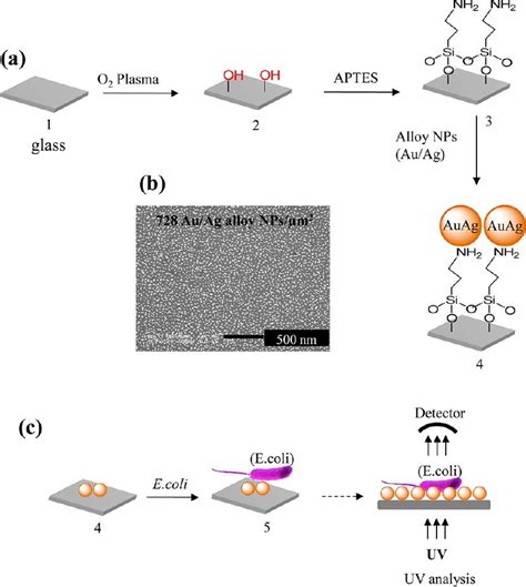 Schematic Representation Of The Surface Modification Of A Glass Chip