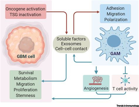 Context Dependent Glioblastomamacrophage Microglia Symbiosis And