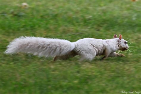 Fleeing The Paparazzi A White Squirrel Running To Get Awa Flickr