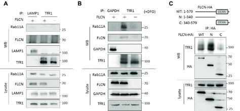 Co Ip Assays Of The Protein Protein Interactions A Cells Cultured Download Scientific Diagram