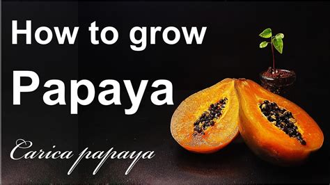 How To Grow Papaya From SeedYour Own Papaya TreeGrowing PapayaHow To