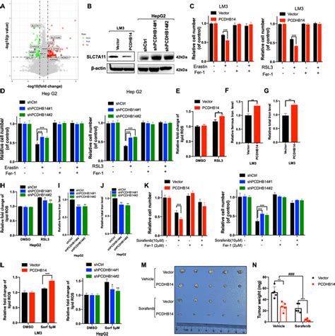 Pcdhb Inhibits Slc A Expression To Promote Ferroptosis A A Volcano