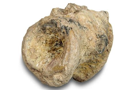 .9" Fossil Synapsid (Lupeosaurus) Vertebra - Texas (#251365) For Sale - FossilEra.com