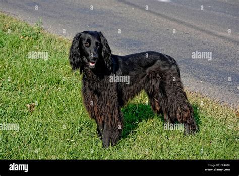 Stray Black Irish setter Stock Photo - Alamy