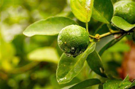 Premium Photo | Fresh lemon lime citrus aurantifolia on the tree