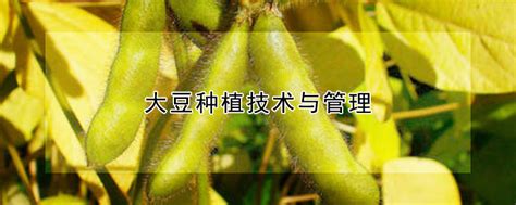 大豆种植技术与管理 蓝妖花园