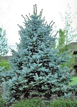 Bacheri Blue Spruce Glover Nursery