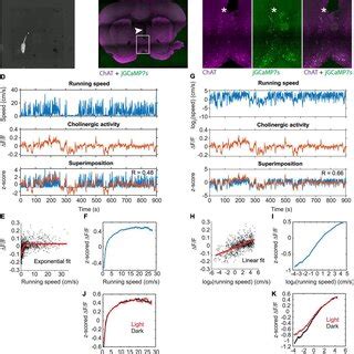 Temporal Dynamics In Cholinergic Activity Align With Changes In