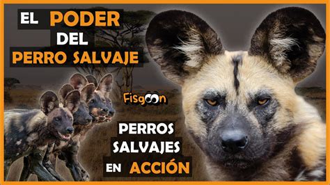 El Poder Del Perro Salvaje Perros Salvajes En Accion Youtube