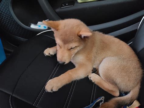 Baby Fell Asleep Cuteness Shiba - Free photo on Pixabay