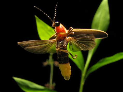 Firefly 0877 Photinus Pyralis Common Eastern USA Firefly Flickr