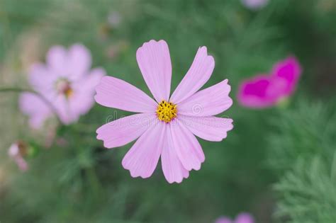 Fundo Cor De Rosa De Bipinnatus Do Cosmos Da Flor Do Cosmos Imagem De