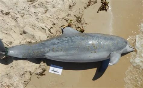 Estados Unidos investiga la muerte de más de 270 delfines