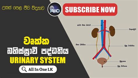 Kidney In Sinhala Urinary System Sinhala Kidney Sinhala Bahisrawi