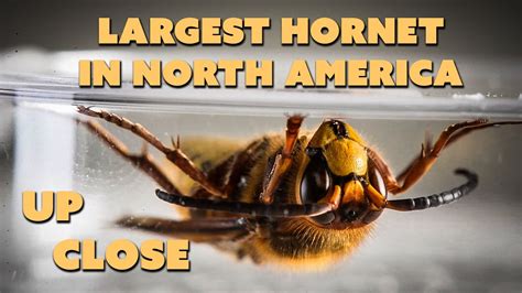 Giant Hornet Queen Uk | Bruin Blog