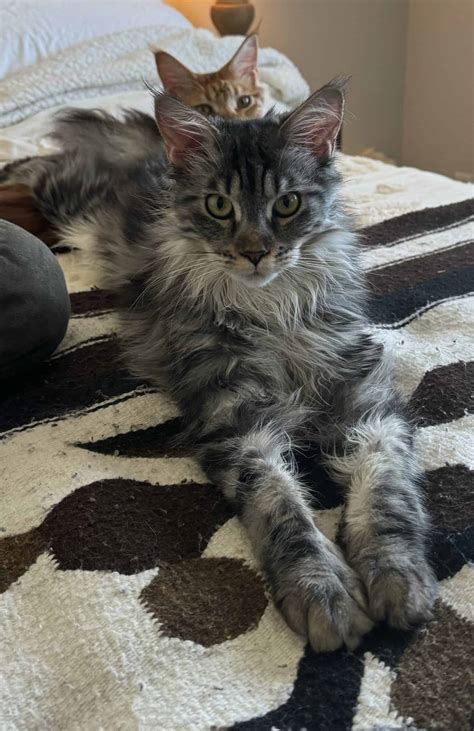 Gorgeous Bonded Brother And Sister Maine Coon Kitt Petclassifieds