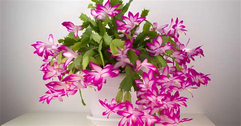 How To Properly Repot Your Christmas Cactus So It Keeps Thriving