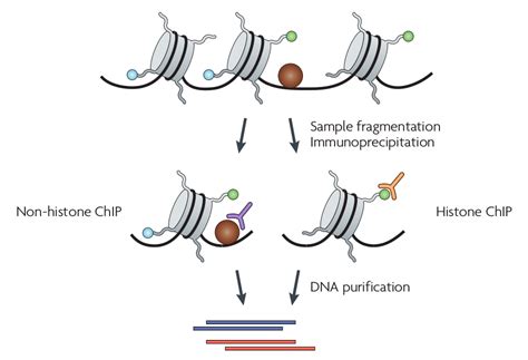 Open Chromatin And Atac Seq