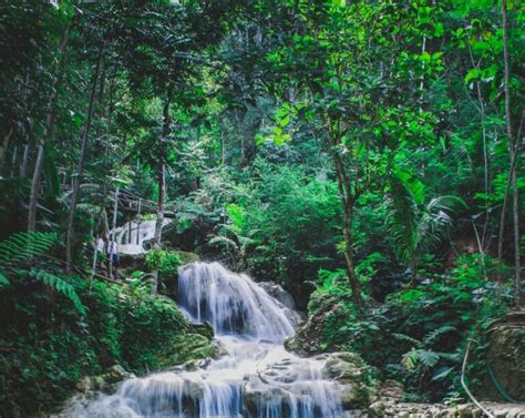 De Junio D A Internacional De Los Bosques Tropicales Naturlii