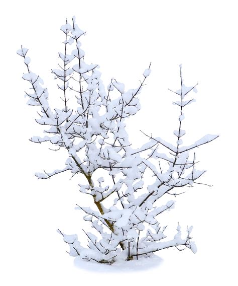 Cut Out Bare Bush Covered With Snow Vishopper