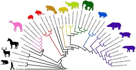 Phylogenetic Trees And Geologic Time Organismal Biology