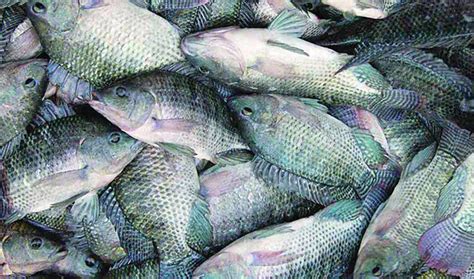 Jalisco Y MichoacÁn Aportan 30 Por Ciento De La Tilapia Mexicana