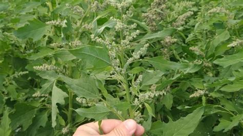 Buscan Potenciar Los Cultivos De Quinoa Y Convertir A San Juan En La