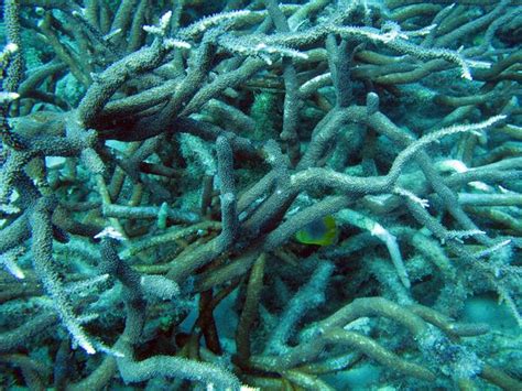 staghorn coral-2702 | Stockarch Free Stock Photo Archive