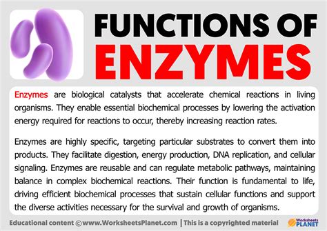 Functions Of Enzymes