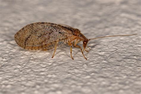 Premium Photo | Adult brown lacewing