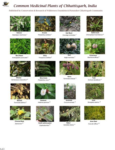 Pdf Common Medicinal Plants Of Chhattisgarh India