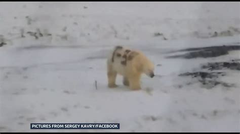 Who Painted T 34 On A Polar Bear Russian Arctic Itv News 3rd