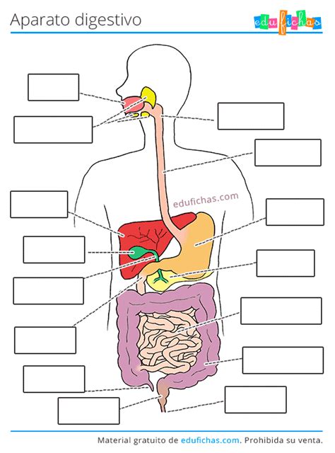 Aparato Digestivo Para Niños Aprender El Sistema Digestivo Pdf