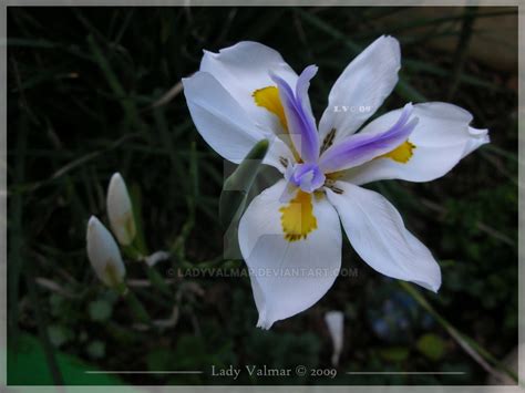 Egyptian Lily By Ladyvalmar On Deviantart