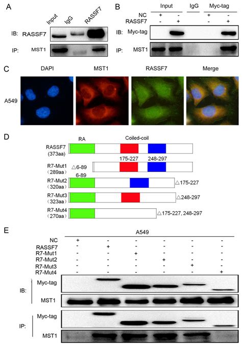 Rassf Directly Interacts With Mst In A Cells The Interaction