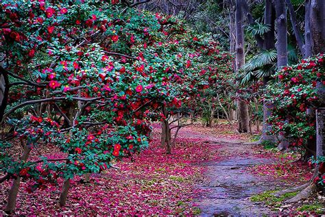 Kanjiro Camellias For Sale Online The Tree Center