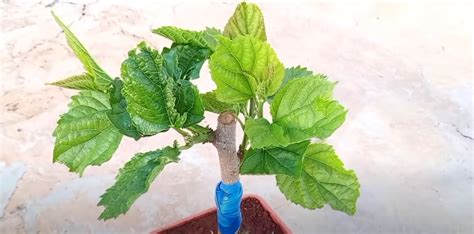 Mastering Mulberry Tree Grafting Unlocking The Secrets For Successful