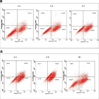 Quercetin And Curcumin Induced Apoptosis In CML Cells Cells Were